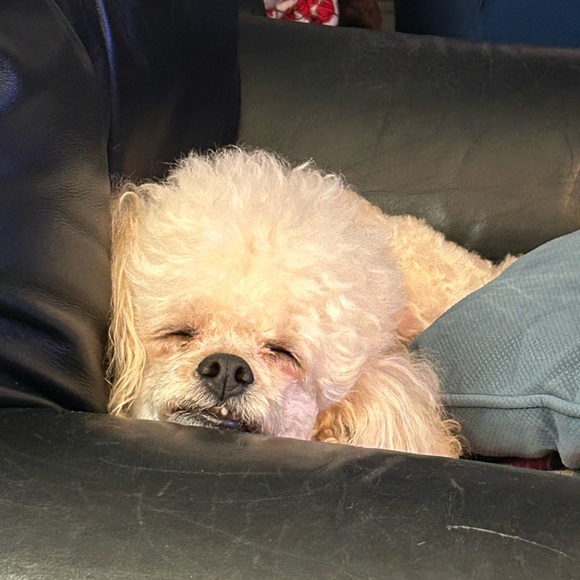 Meet your Posher, Laura - Picture 7 of 12